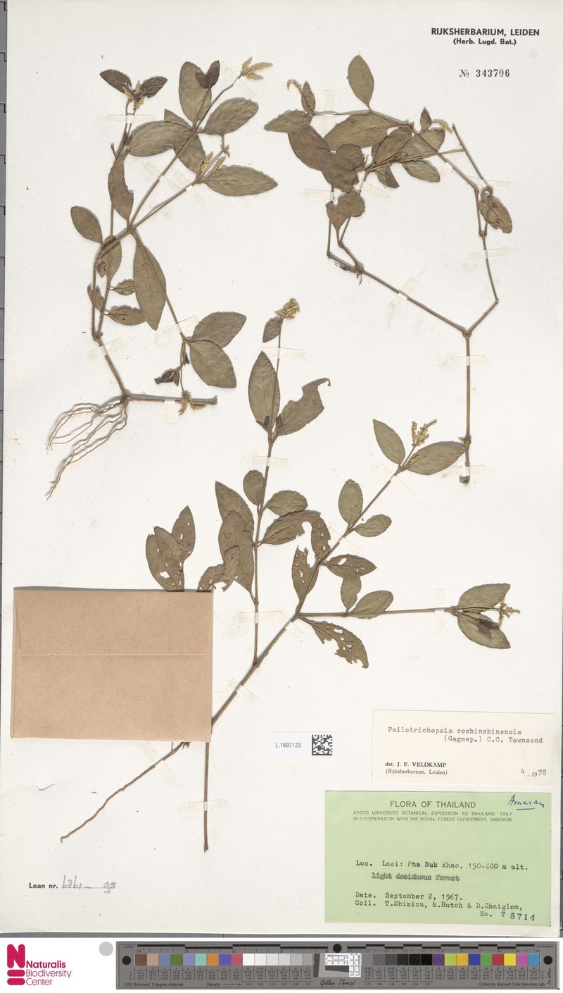 Psilotrichopsis curtisii photo 4