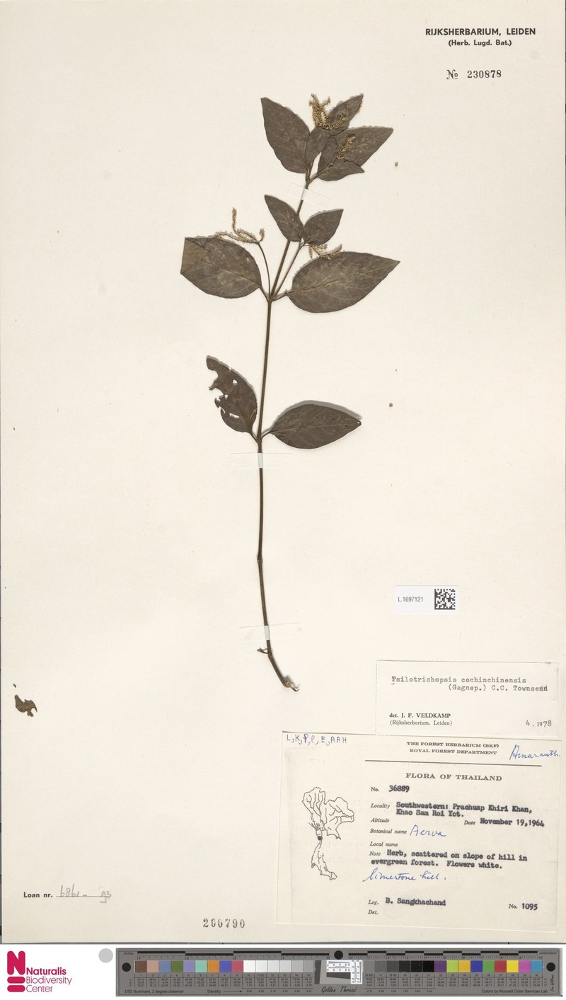 Psilotrichopsis curtisii photo 5
