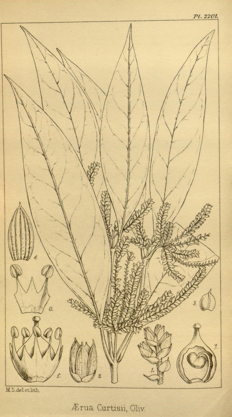 Psilotrichopsis curtisii