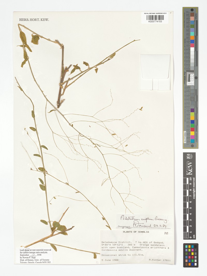 Psilotrichum amplum