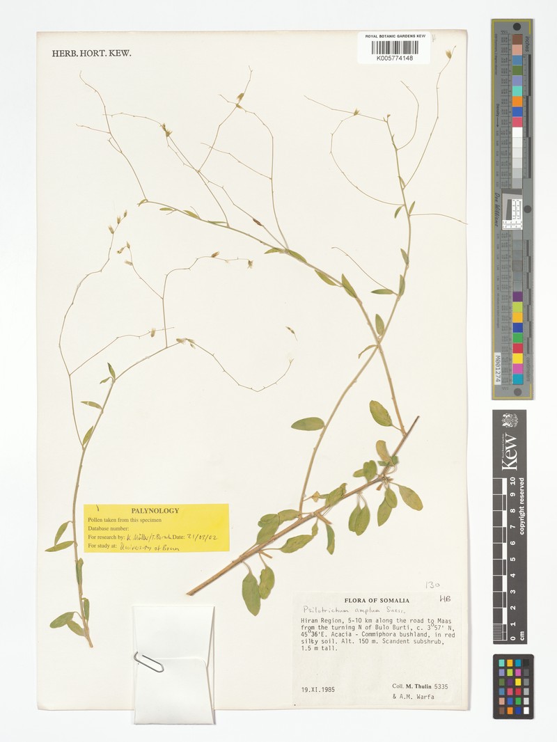 Psilotrichum amplum photo 2