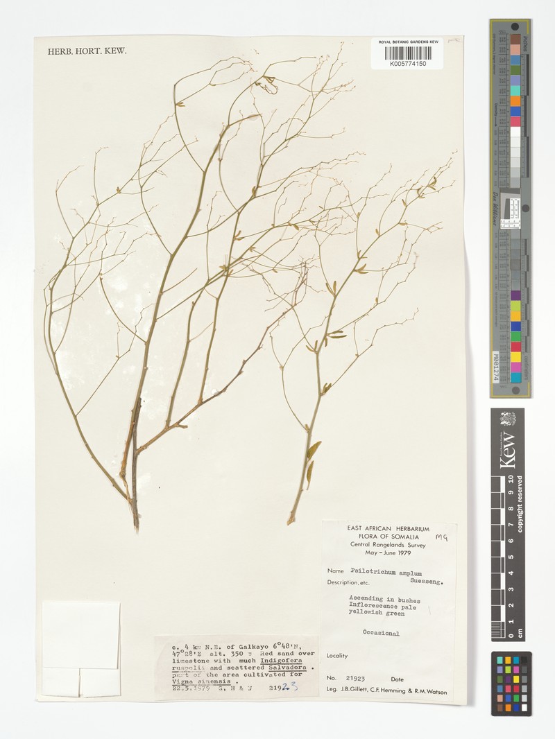 Psilotrichum amplum photo 3