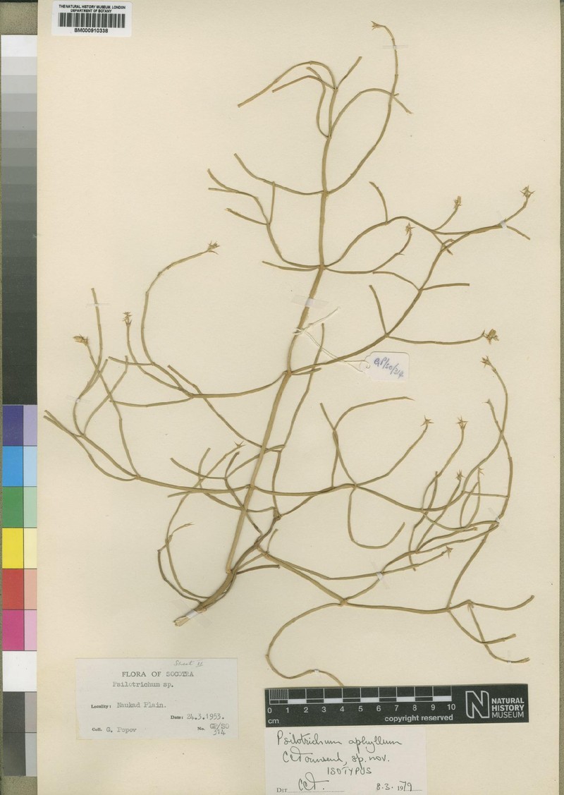 Psilotrichum aphyllum