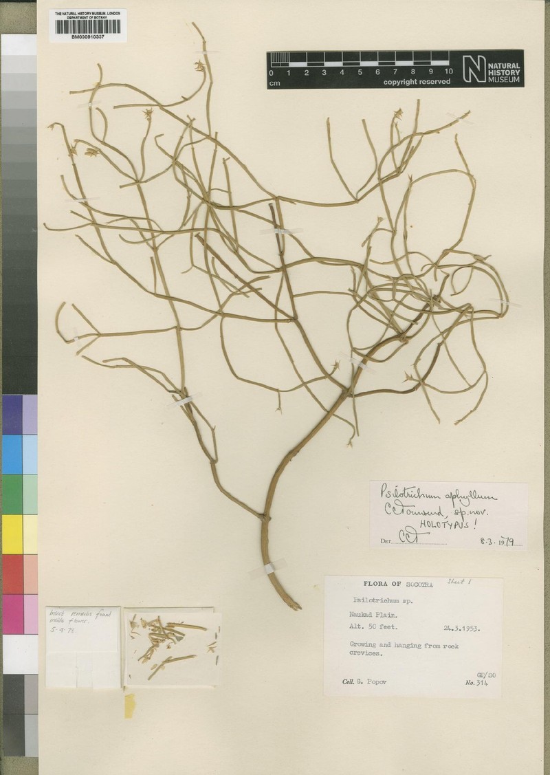 Psilotrichum aphyllum photo 2