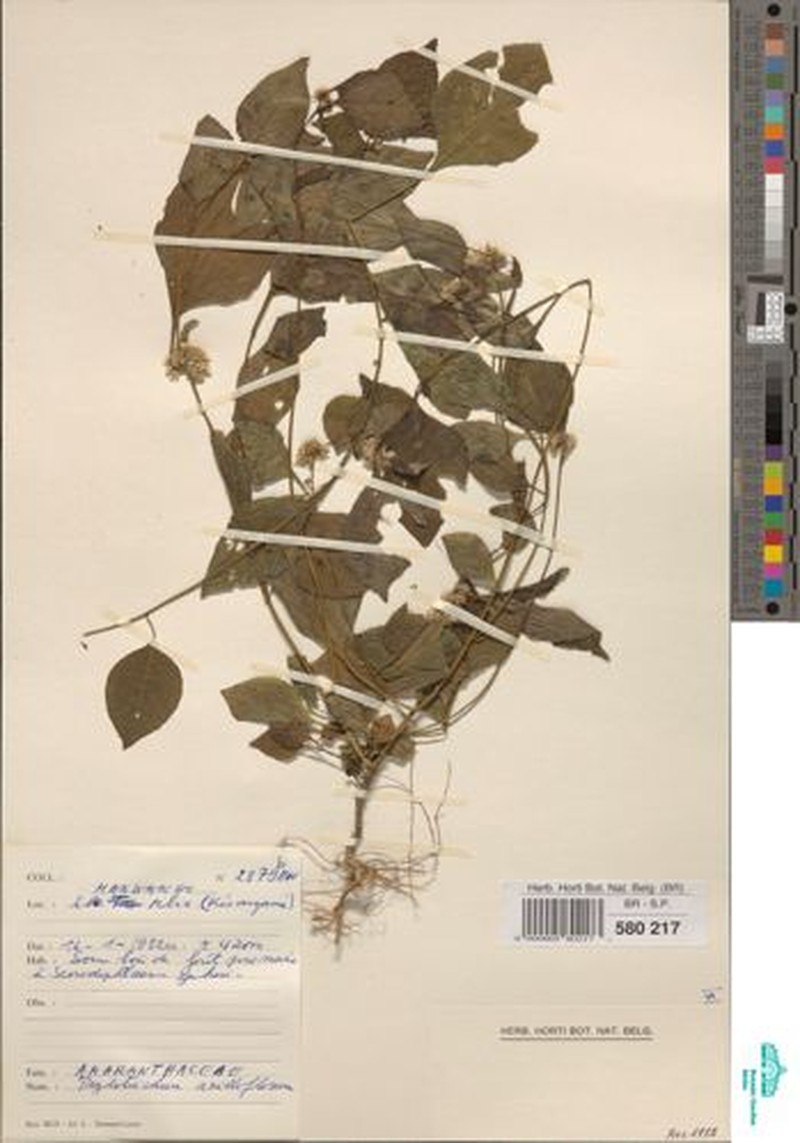 Psilotrichum axilliflorum