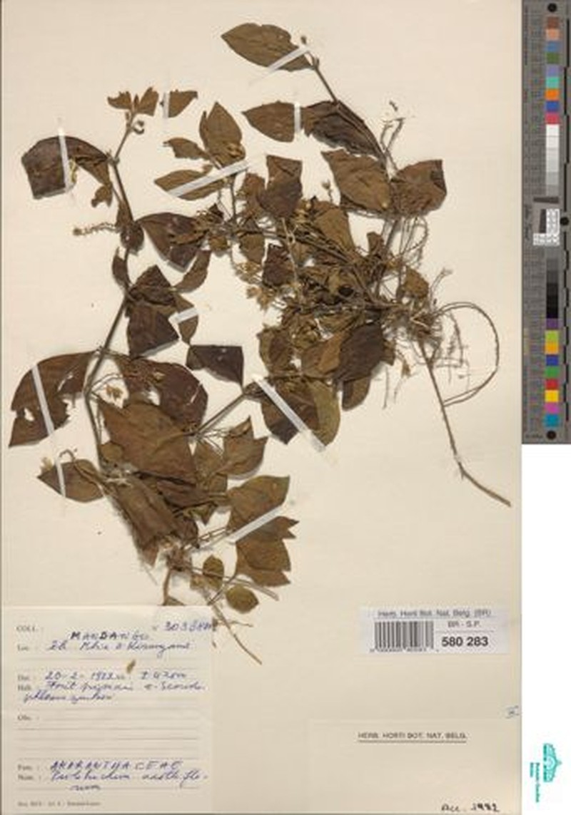 Psilotrichum axilliflorum photo 2