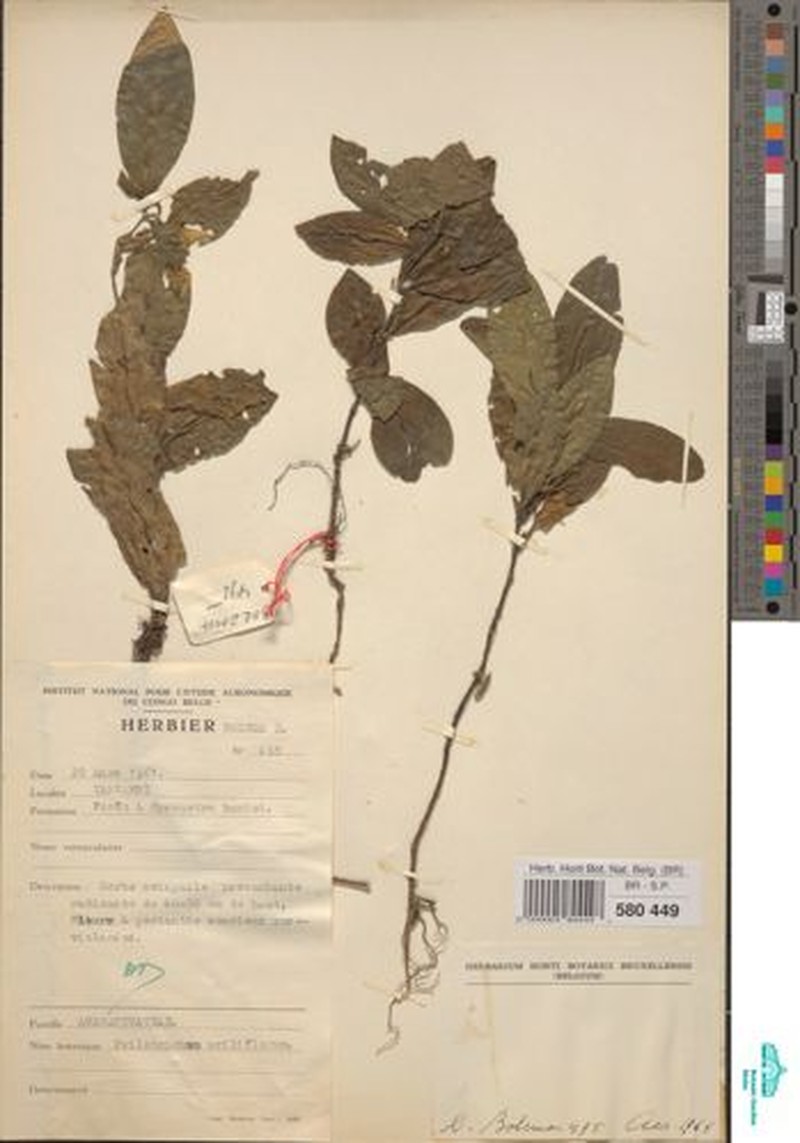Psilotrichum axilliflorum photo 3