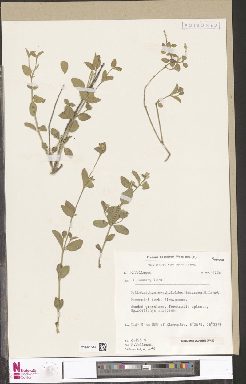 Psilotrichum cyathuloides