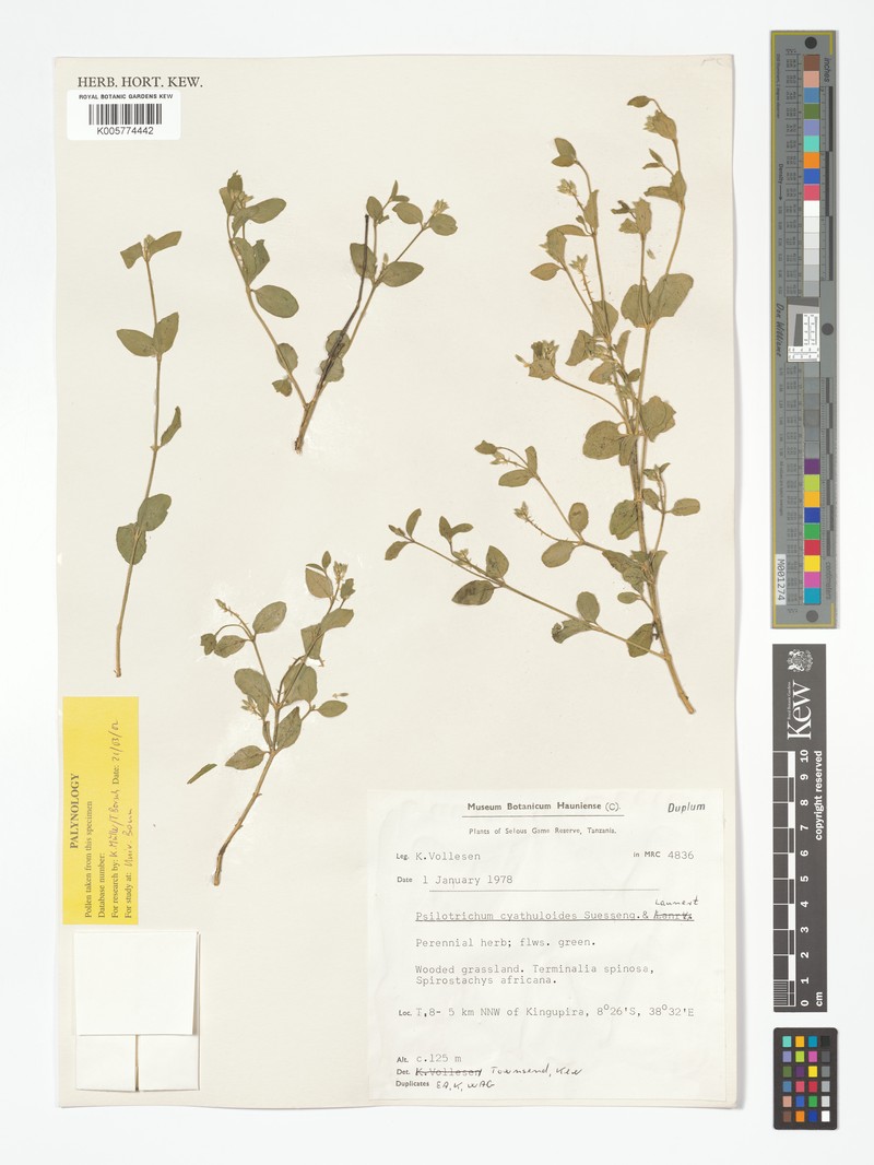Psilotrichum cyathuloides photo 2