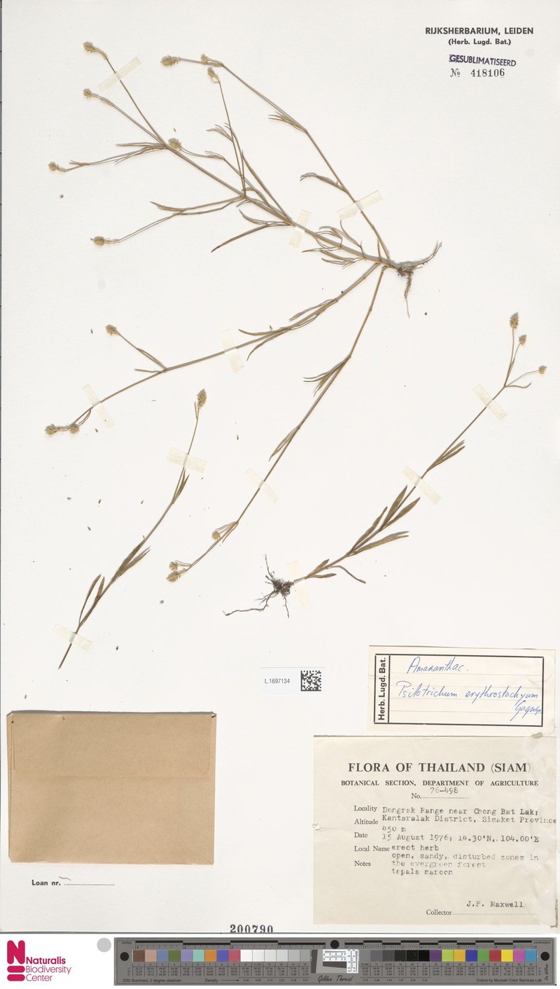 Psilotrichum erythrostachyum