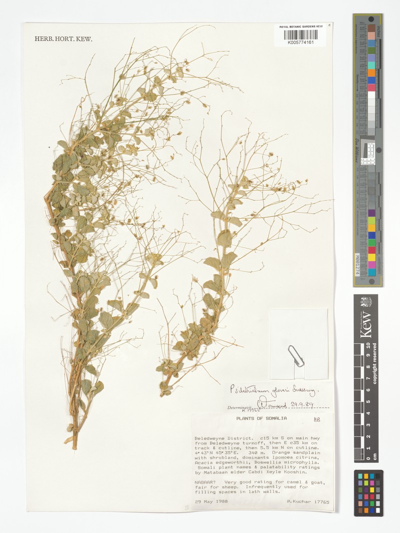 Psilotrichum gloveri