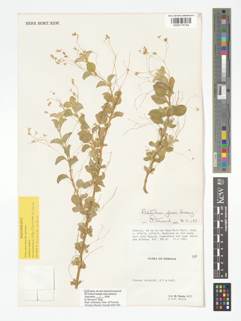 Psilotrichum gloveri photo 2