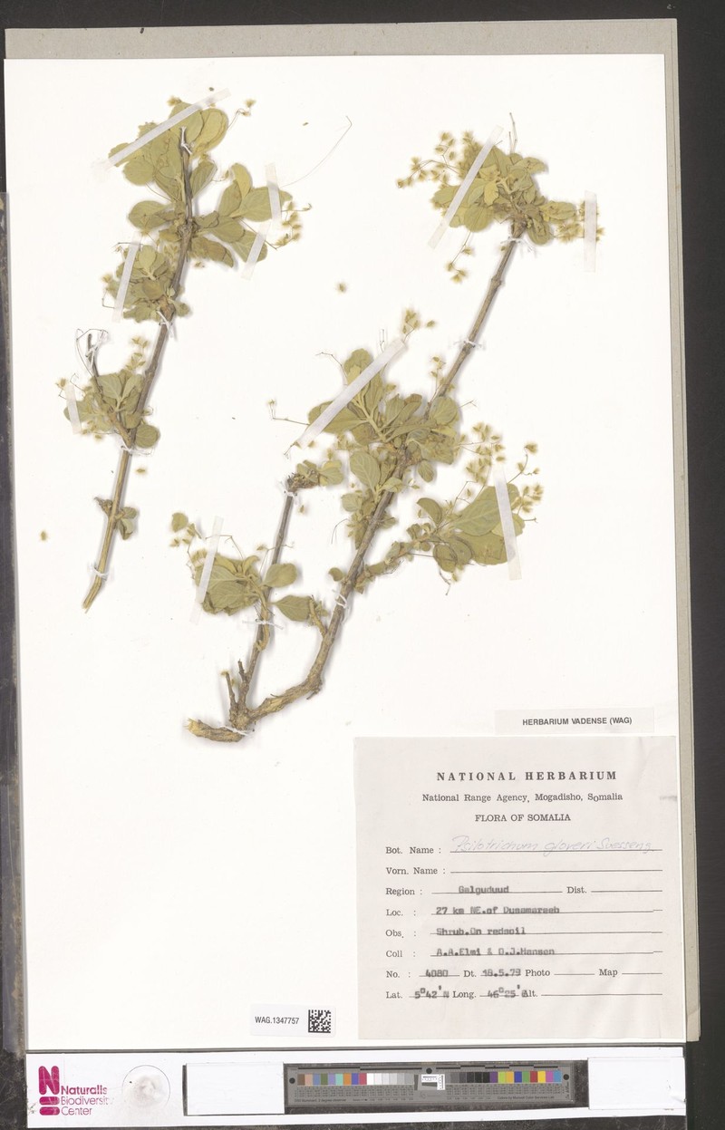 Psilotrichum gloveri photo 3