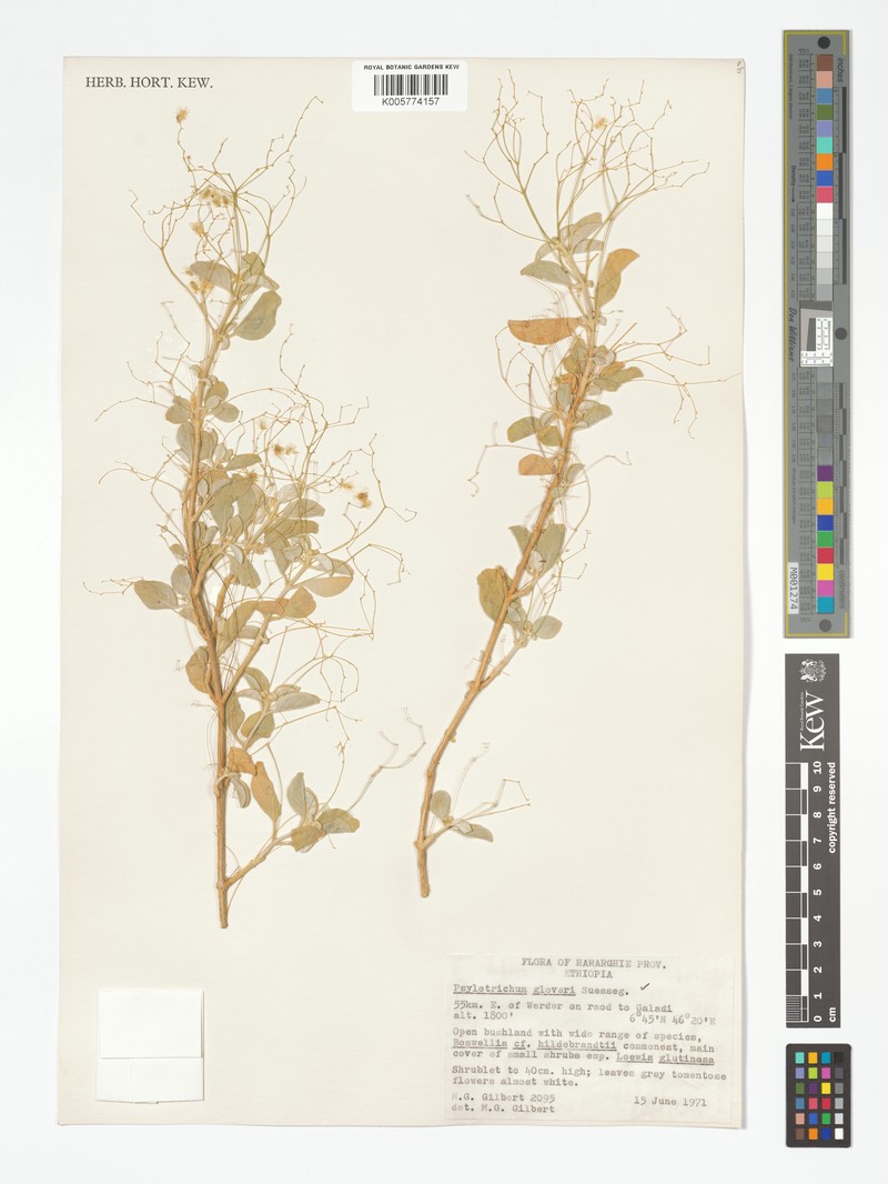 Psilotrichum gloveri photo 4