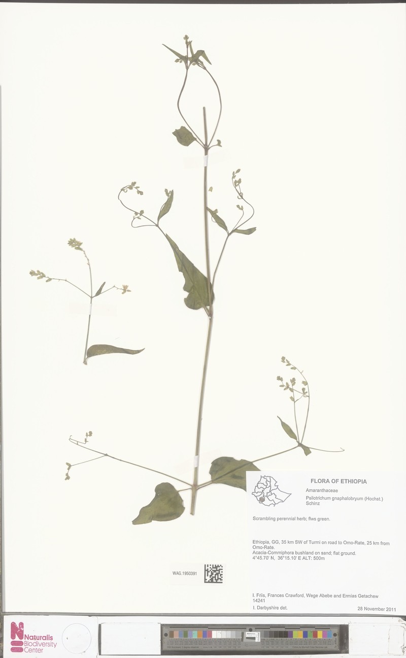 Psilotrichum gnaphalobryum