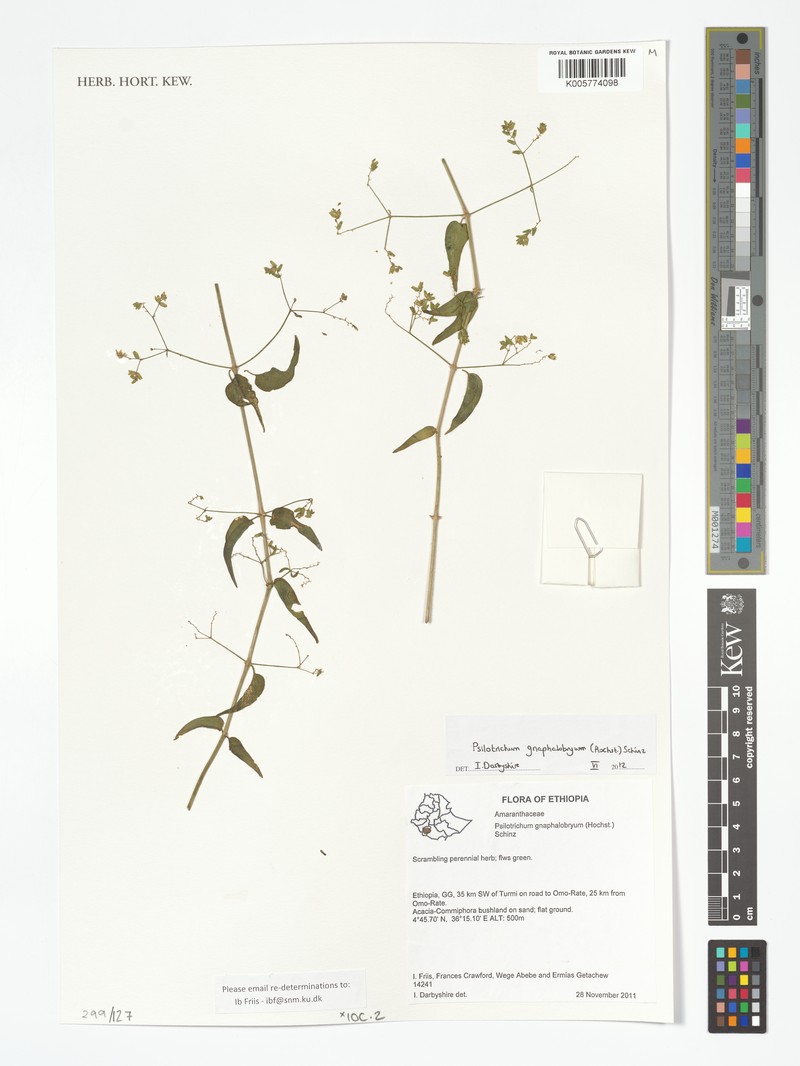 Psilotrichum gnaphalobryum photo 2