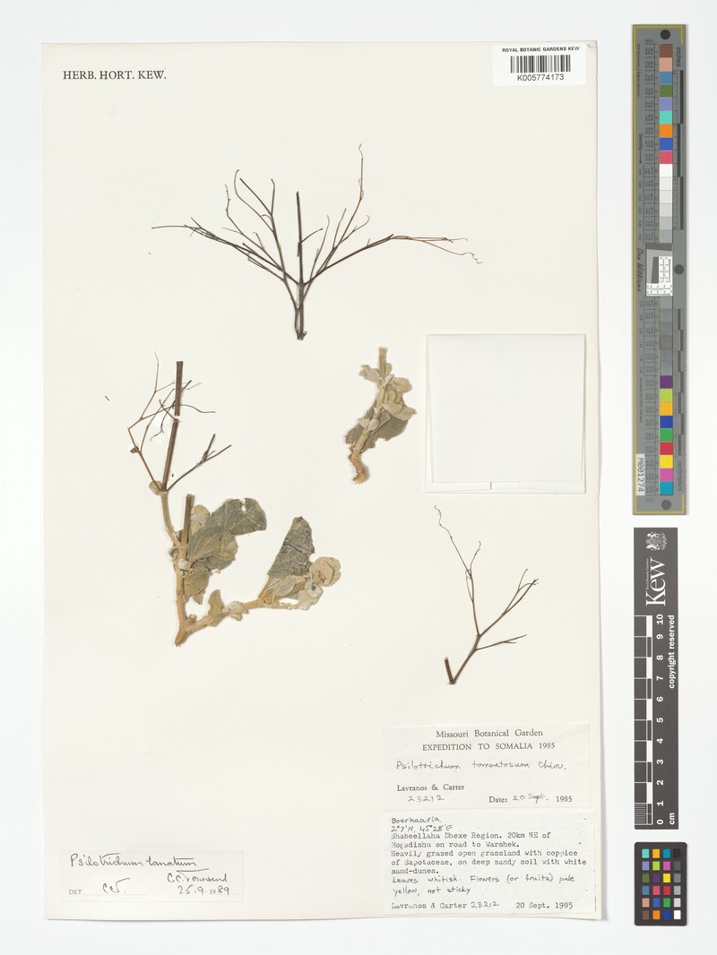 Psilotrichum lanatum
