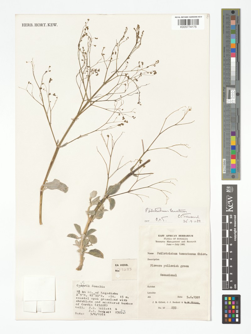 Psilotrichum lanatum photo 2