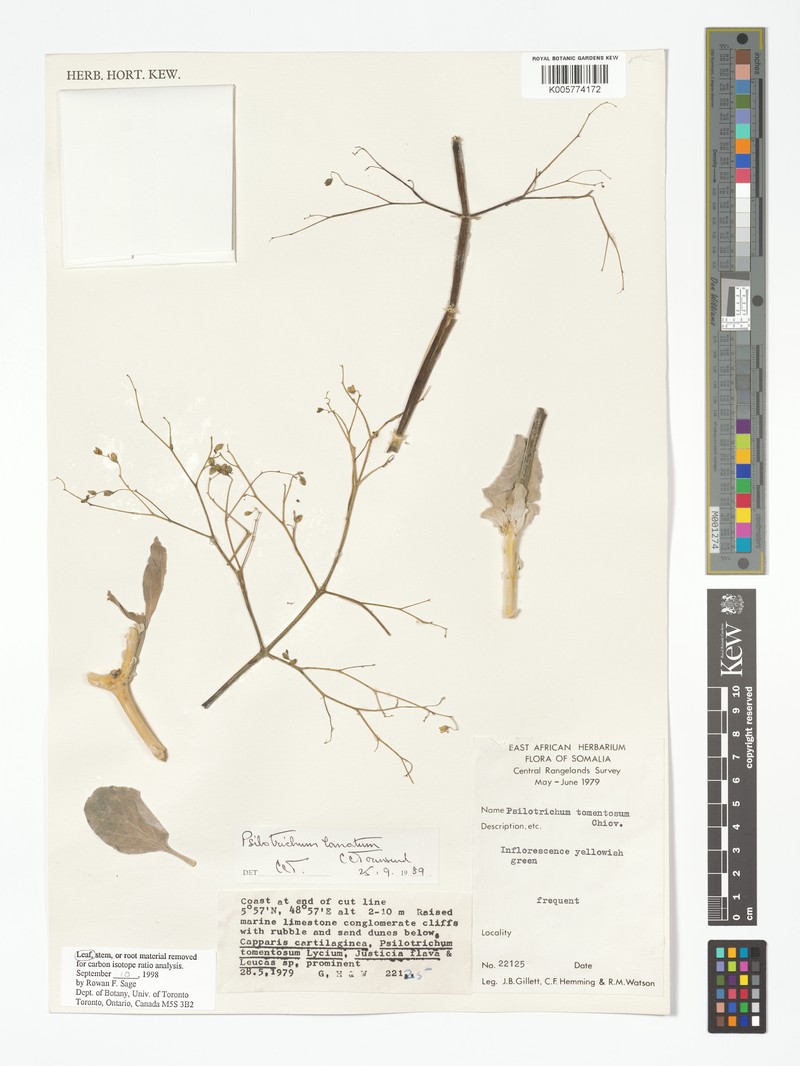 Psilotrichum lanatum photo 3
