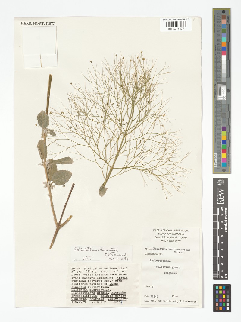 Psilotrichum lanatum photo 4
