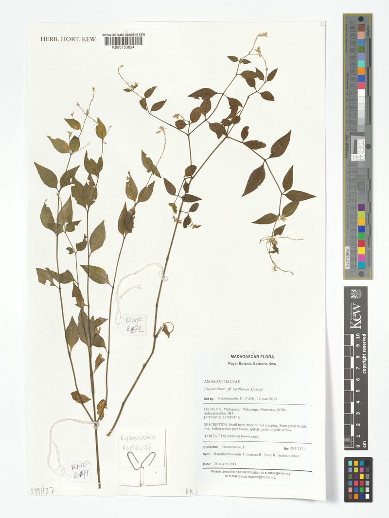 Psilotrichum laxiflorum