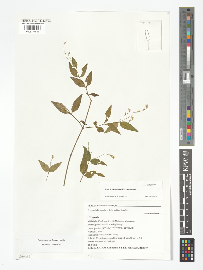 Psilotrichum laxiflorum photo 2