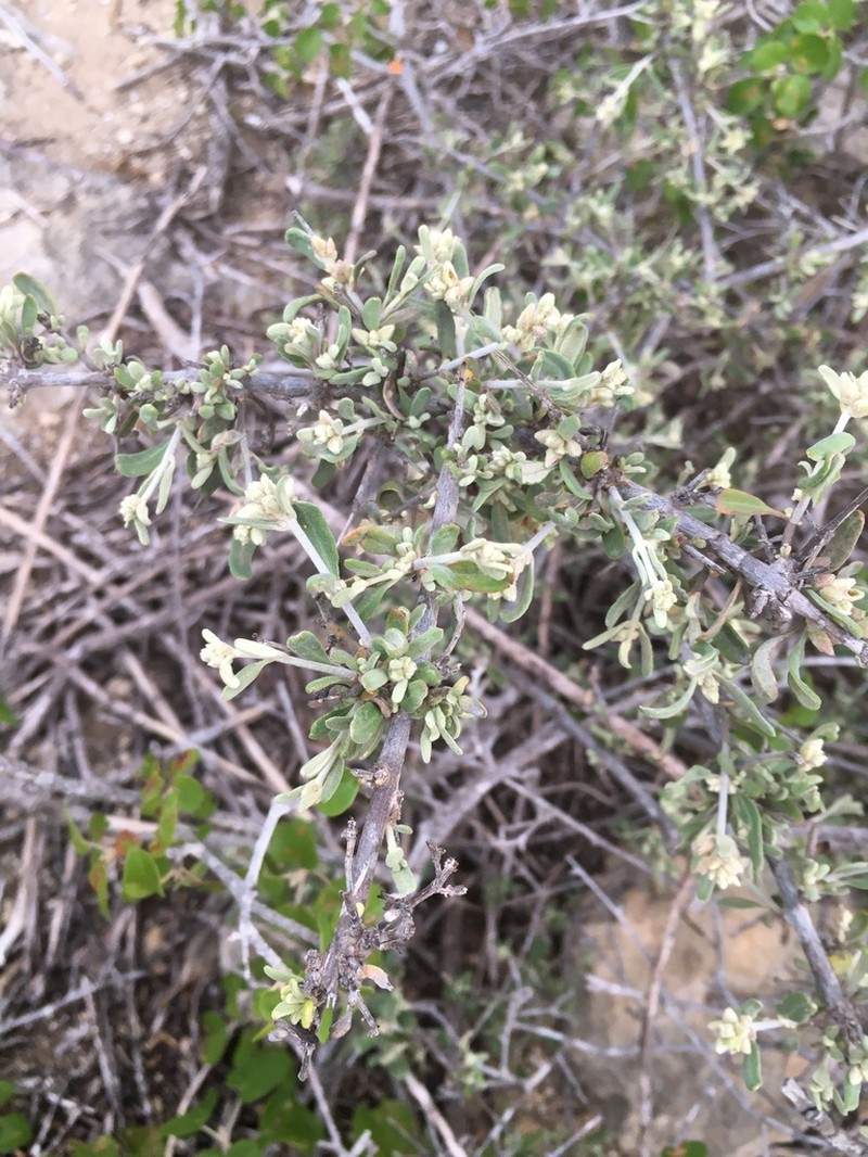 Psilotrichum madagascariense