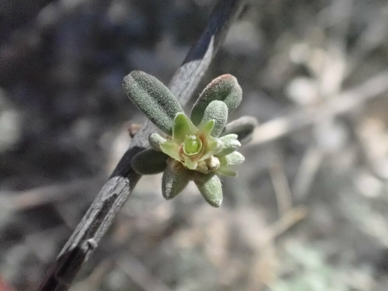 Psilotrichum madagascariense photo 2