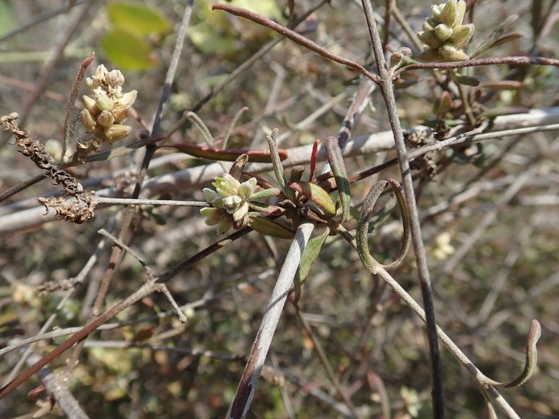 Psilotrichum madagascariense photo 3