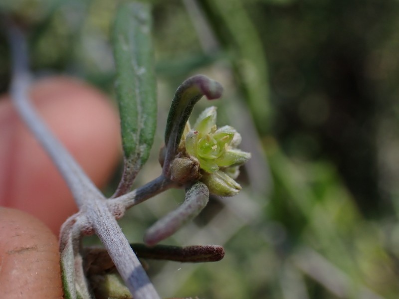 Psilotrichum madagascariense photo 4