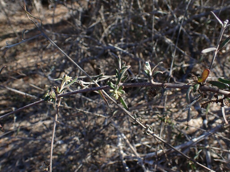Psilotrichum madagascariense photo 6