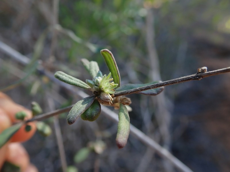 Psilotrichum madagascariense photo 7
