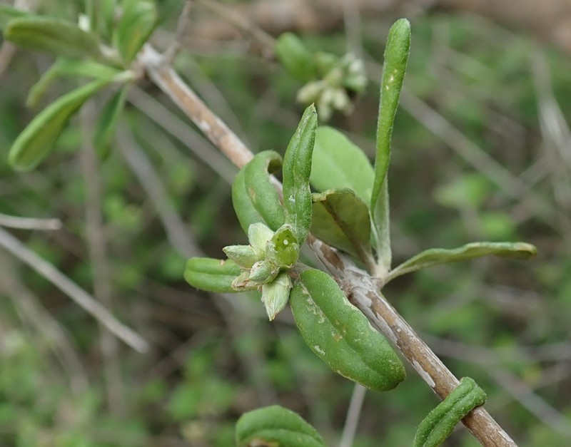 Psilotrichum madagascariense photo 8