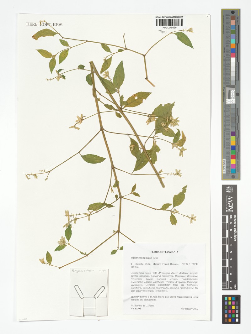 Psilotrichum majus