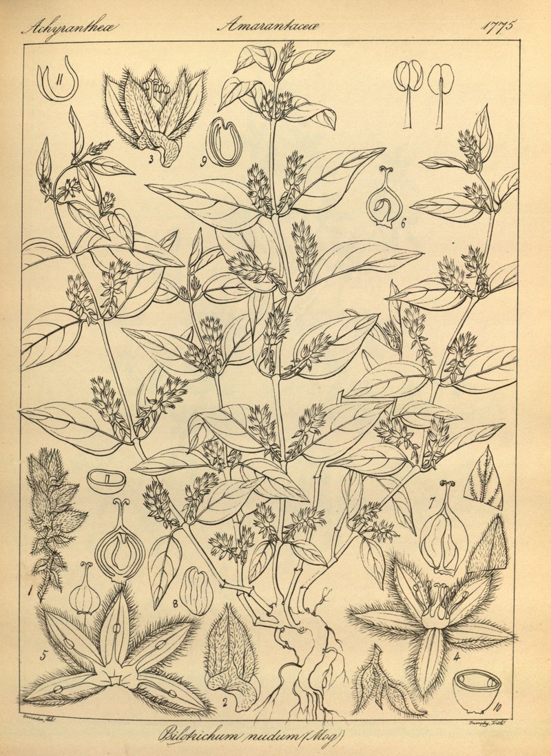Psilotrichum nudum