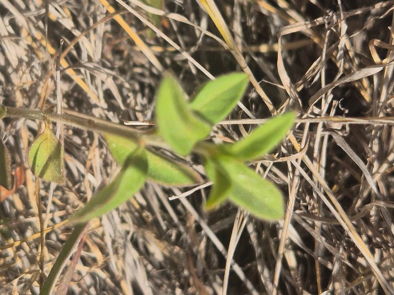 Psilotrichum patulum