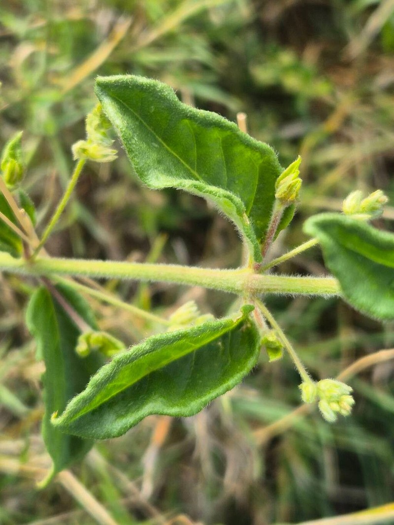Psilotrichum patulum photo 2