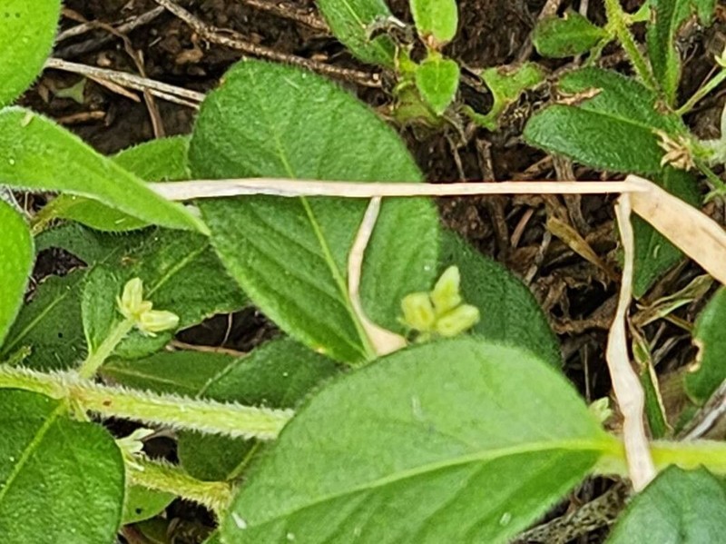 Psilotrichum patulum photo 3