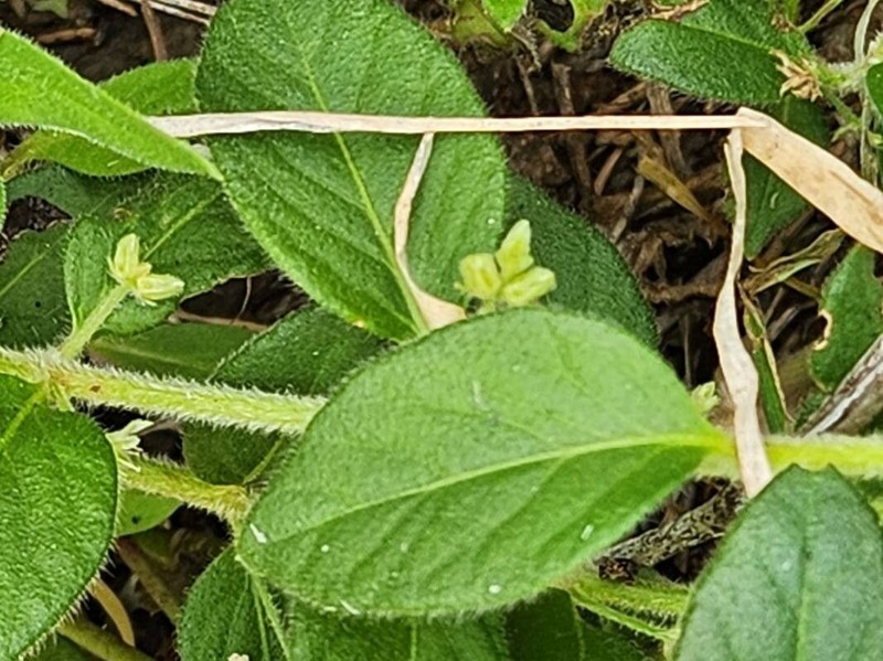 Psilotrichum patulum photo 4