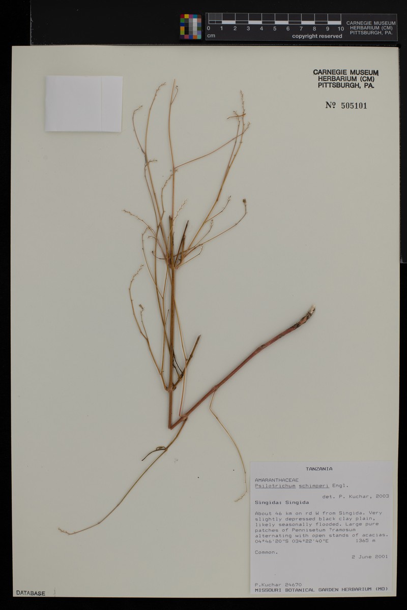 Psilotrichum schimperi