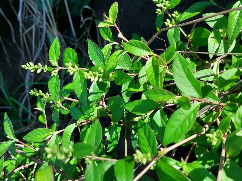 Psilotrichum scleranthum