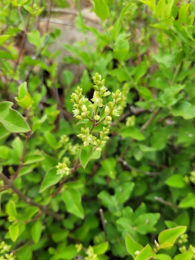 Psilotrichum scleranthum photo 2