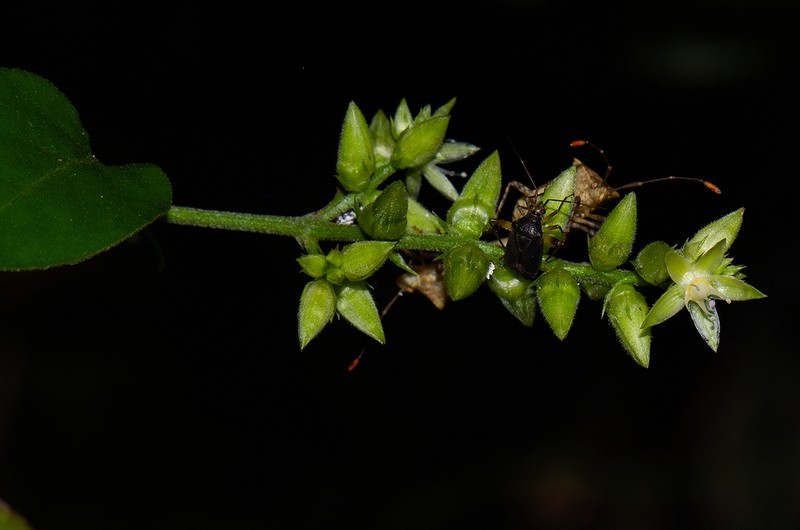 Psilotrichum scleranthum photo 4
