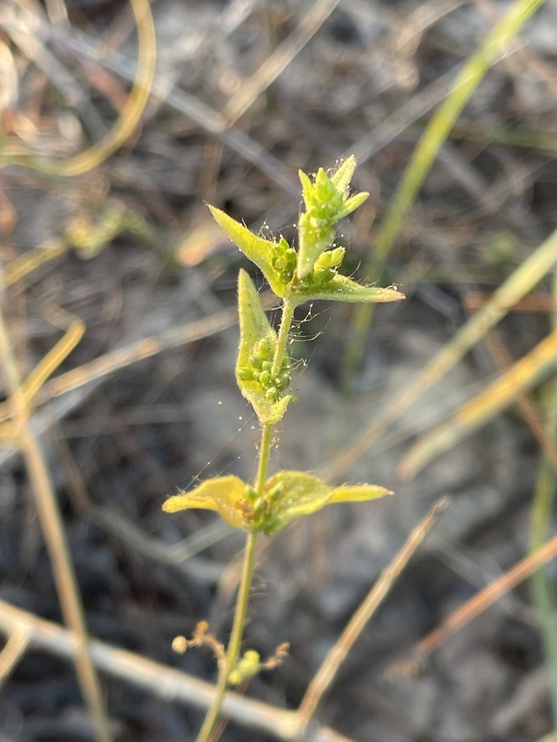 Psilotrichum sericeum