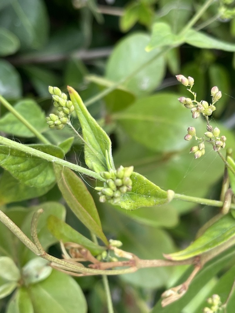 Psilotrichum sericeum photo 2