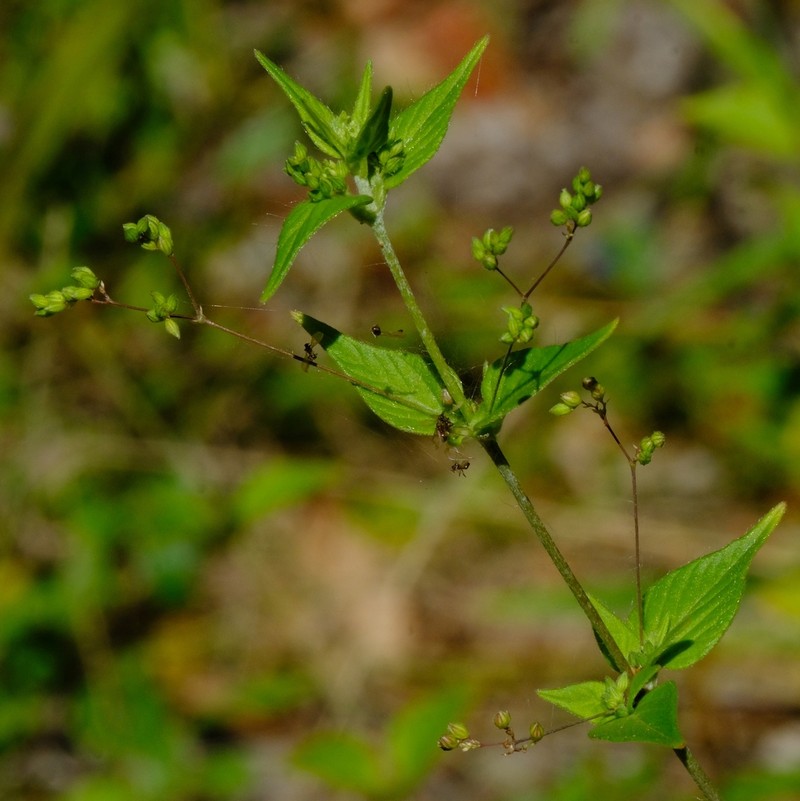 Psilotrichum sericeum photo 3