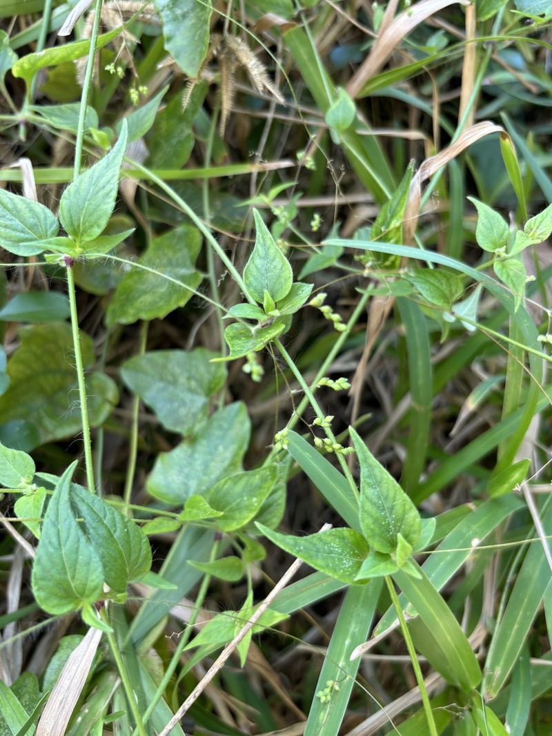 Psilotrichum sericeum photo 7