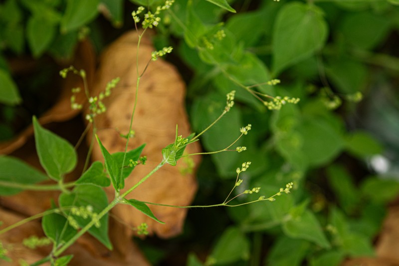 Psilotrichum sericeum photo 8