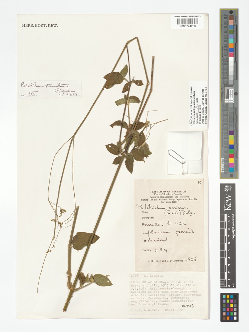 Psilotrichum stenanthum photo 2