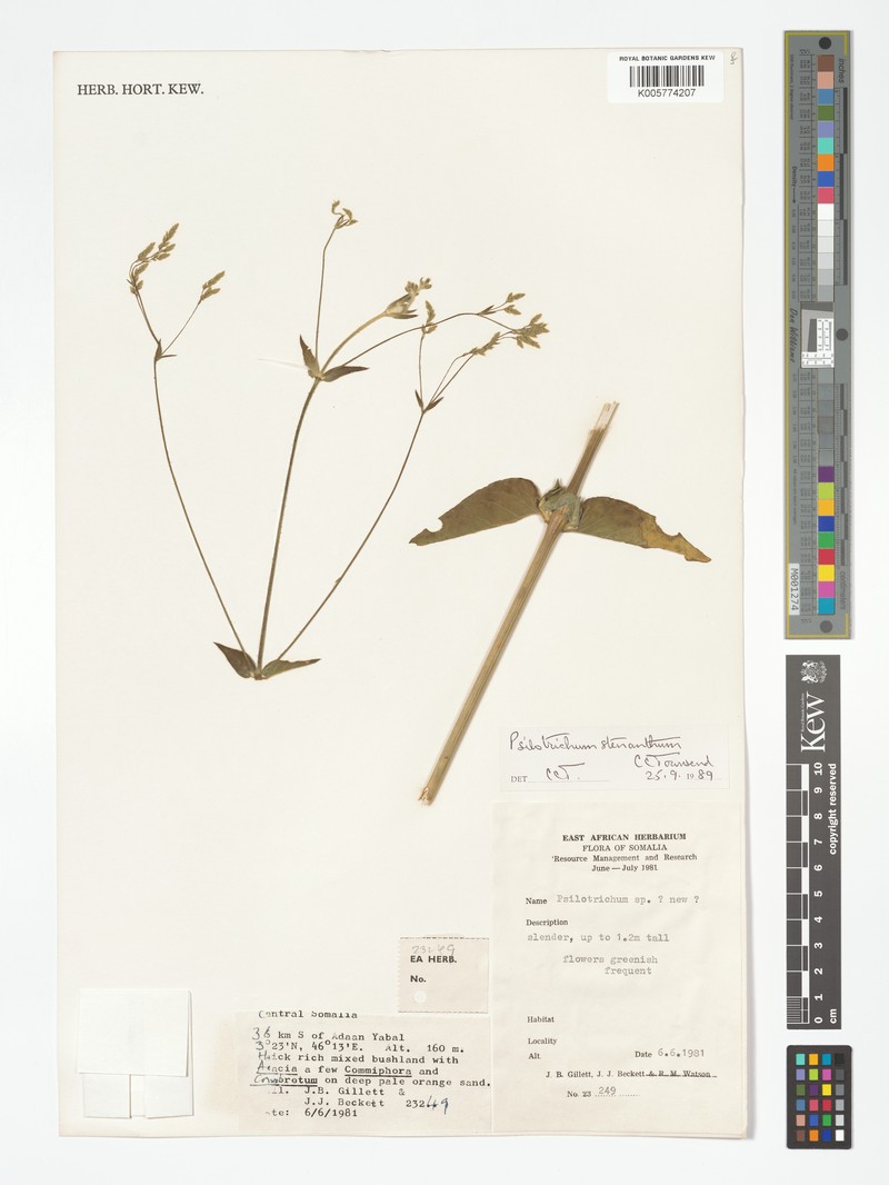 Psilotrichum stenanthum photo 3